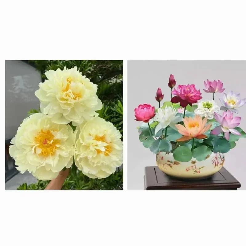 Double Petaled Piani Queen of Flowers Seeds - View 18