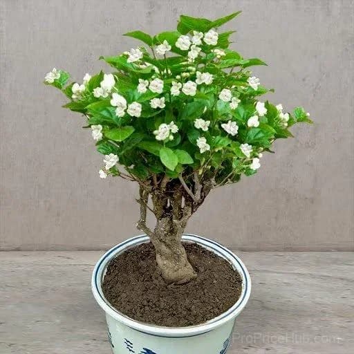 Double Jasmine Seeds – Double-Flowered Variety for Garden - View 12