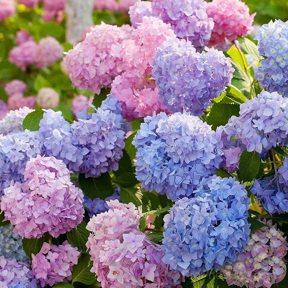 Mix Hydrangea Seeds, Perennial, 200 Seeds - View 5