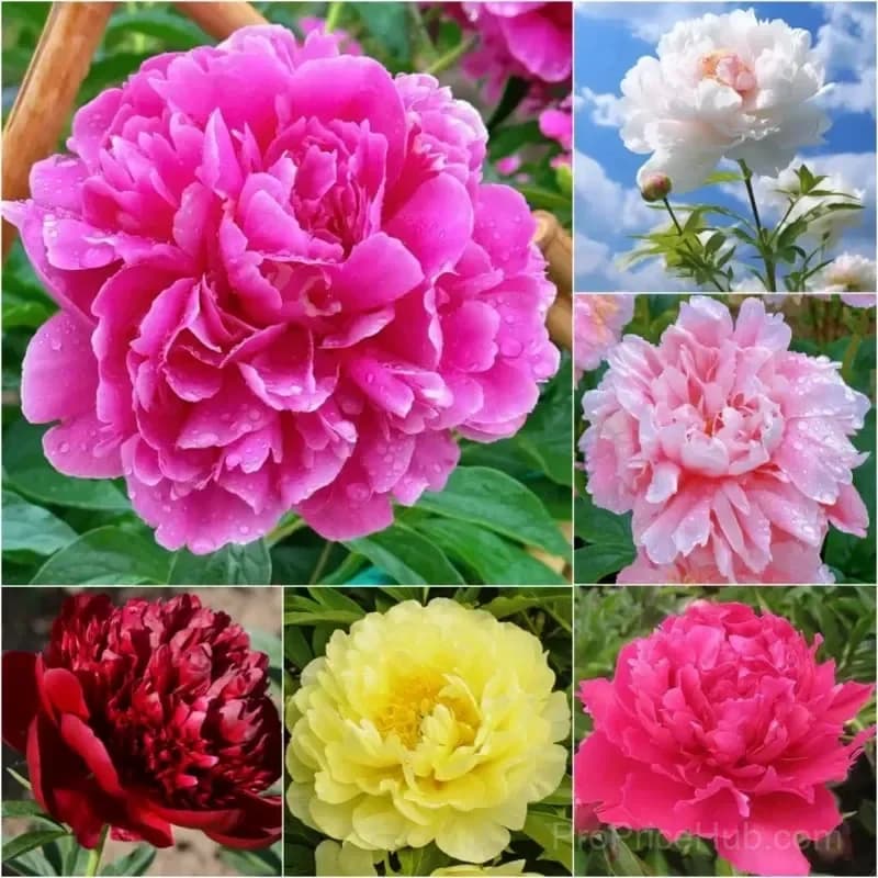Double Petaled Piani Queen of Flowers Seeds - Main