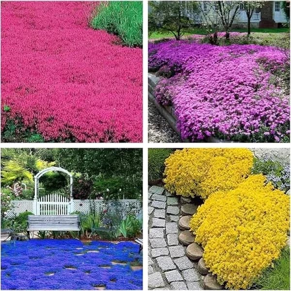 Low-Maintenance Thyme Seeds for Garden Planting - Alt