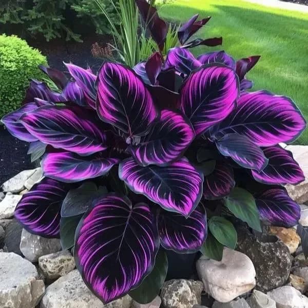 Rare Neon Hosta Bulbs - Shade-Loving Perennial for Garden - View 6