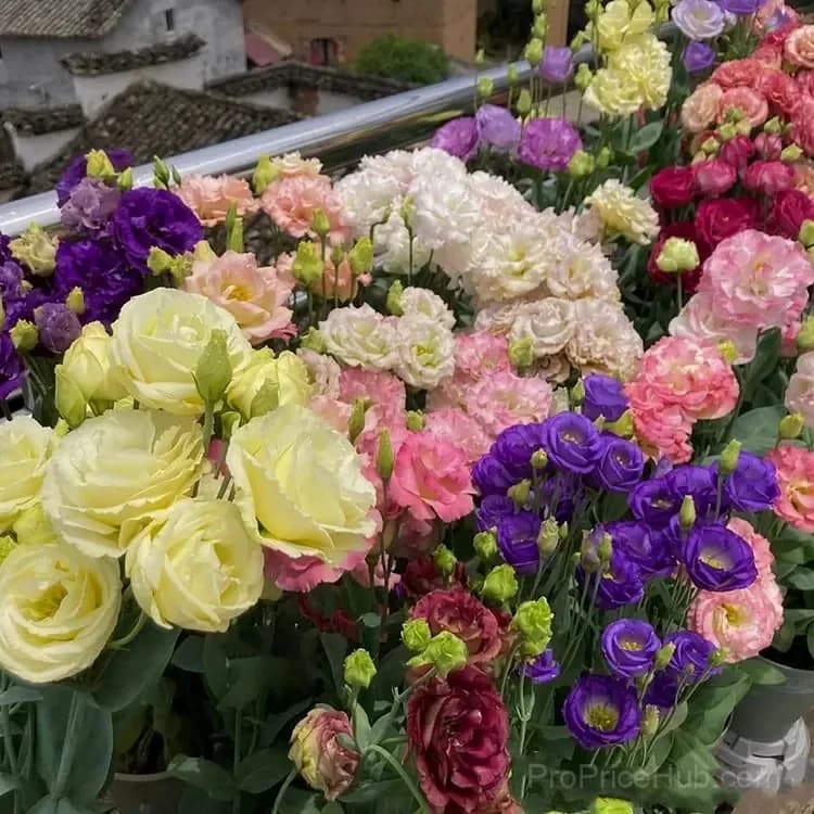 Eustoma Thornless Rose Lisianthus Seeds - 7 Day Germination - View 14