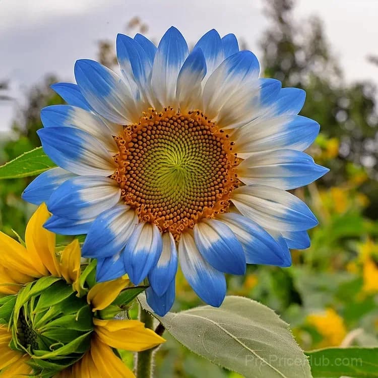 Midnight Blaze Sunflower Seeds - View 9