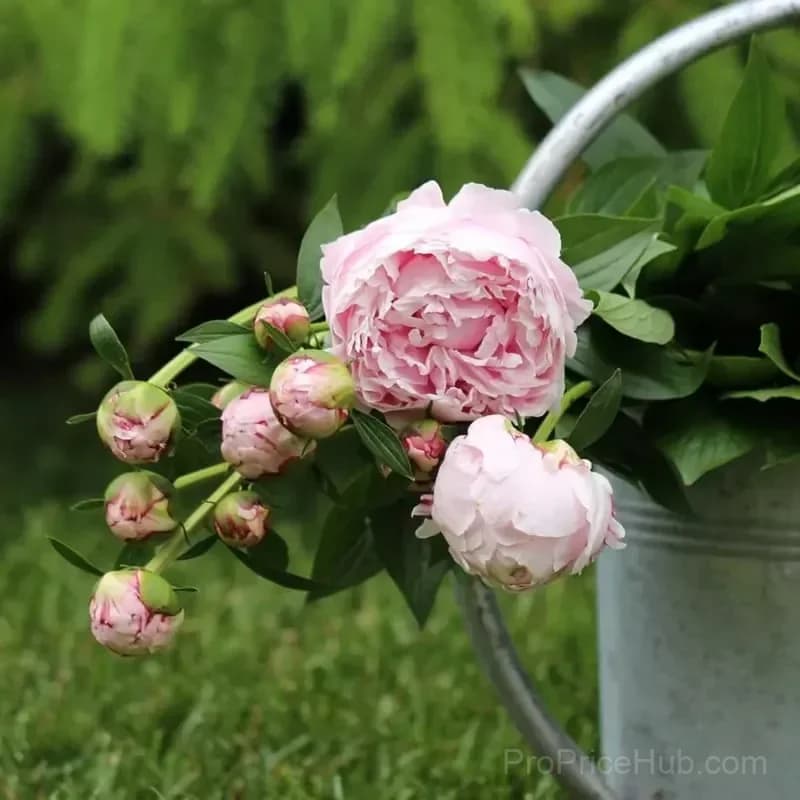 Double Petaled Piani Queen of Flowers Seeds - Alt