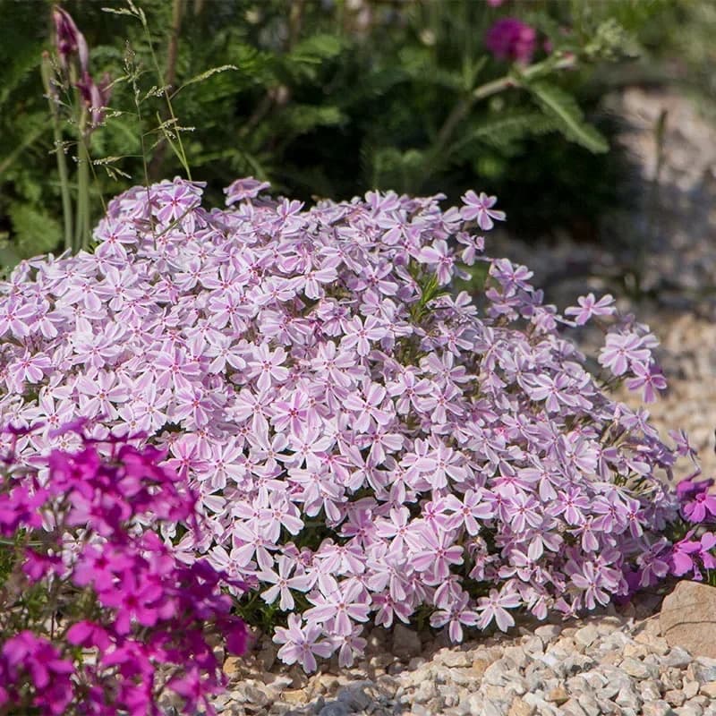 Creeping Phlox Seeds - Perennial Ground Cover with Vibrant Flowers - View 11