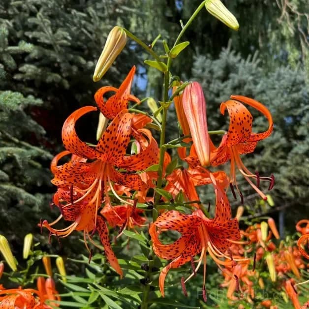 Rare Tiger Lily Bulbs - View 3