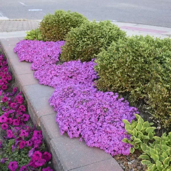 Creeping Phlox Seeds - Perennial Ground Cover with Vibrant Flowers - View 7