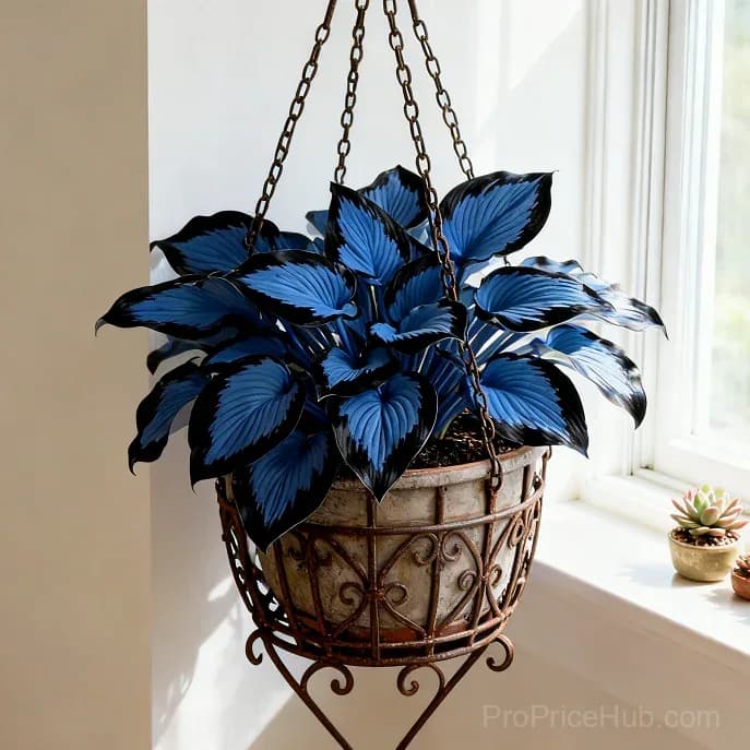 Midnight Blue Hosta Bulbs with Deep Blue Foliage - View 5