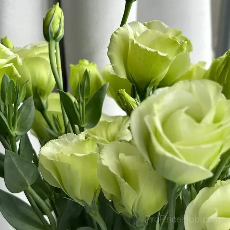 Eustoma Thornless Rose Lisianthus Seeds - 7 Day Germination - View 21