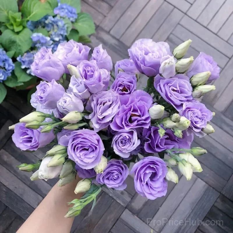 Eustoma Thornless Rose Lisianthus Seeds - 7 Day Germination - View 34