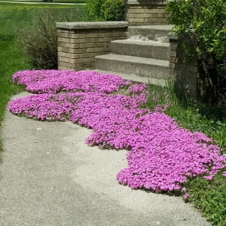Creeping Phlox Seeds - Perennial Ground Cover with Vibrant Flowers - View 6