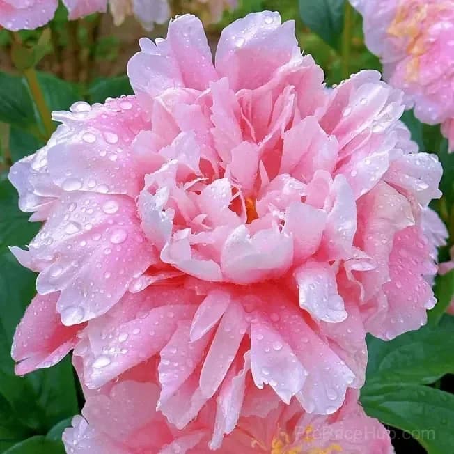 Double Petaled Piani Queen of Flowers Seeds - View 20