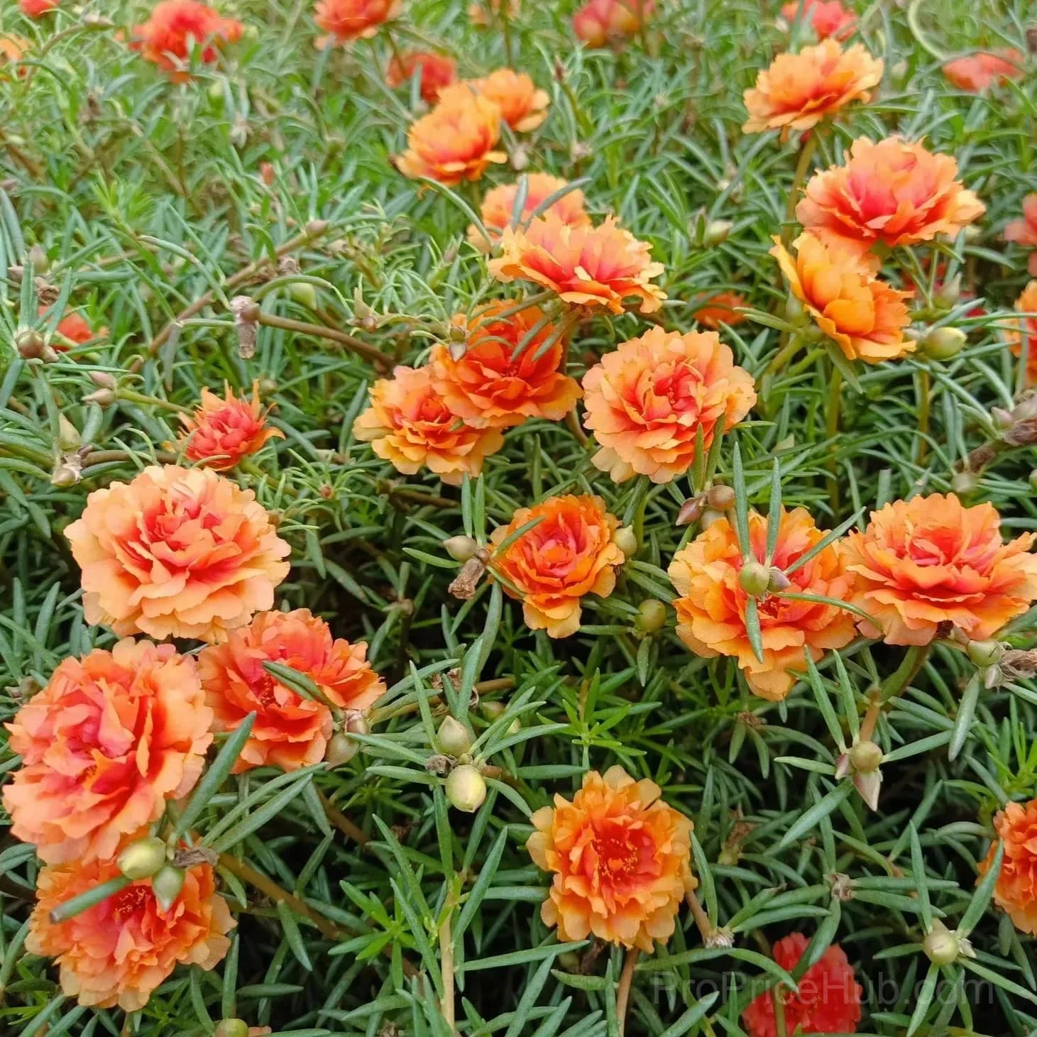 5000+ Four Season Mixed Moss Rose Seeds - View 16