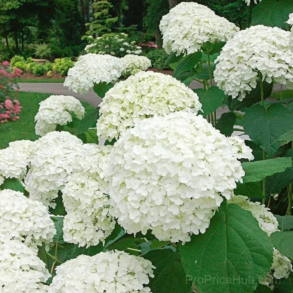 Mix Hydrangea Seeds, Perennial, 200 Seeds - View 16