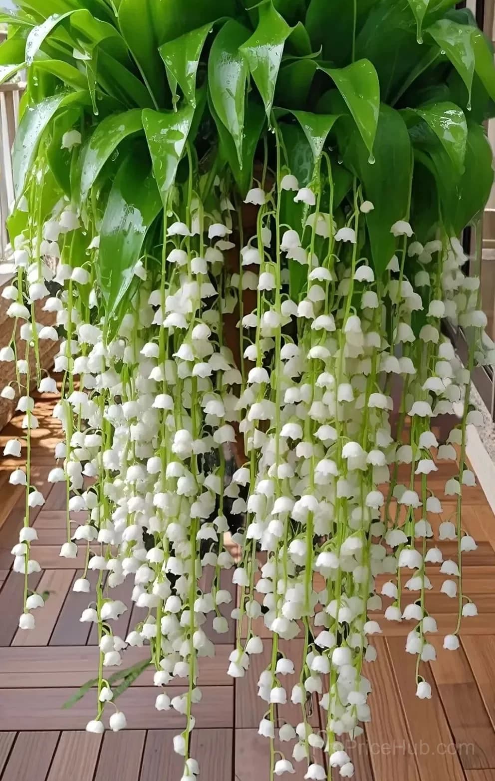 Hanging Lily of the Valley Bulbs – Perennial Flowering Plant - View 6