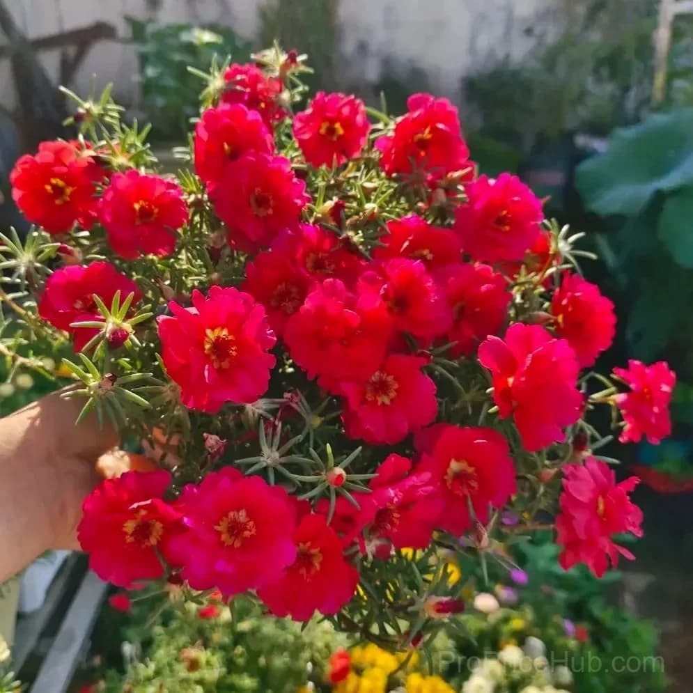 5000+ Four Season Mixed Moss Rose Seeds - View 9