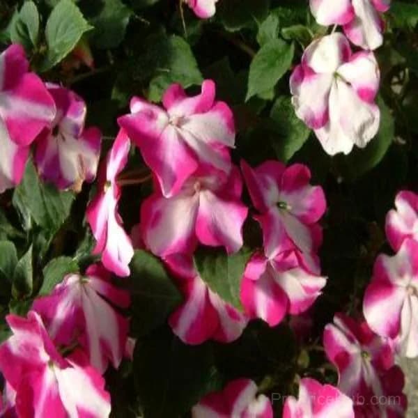 Oakleaf Hydrangea Seeds - Four Seasons of Changing Beauty - View 6