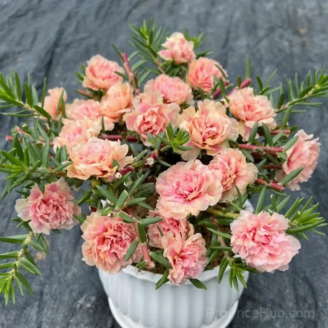 5000+ Four Season Mixed Moss Rose Seeds - View 12