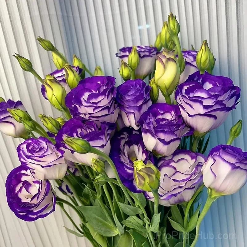 Eustoma Thornless Rose Lisianthus Seeds - 7 Day Germination - View 11
