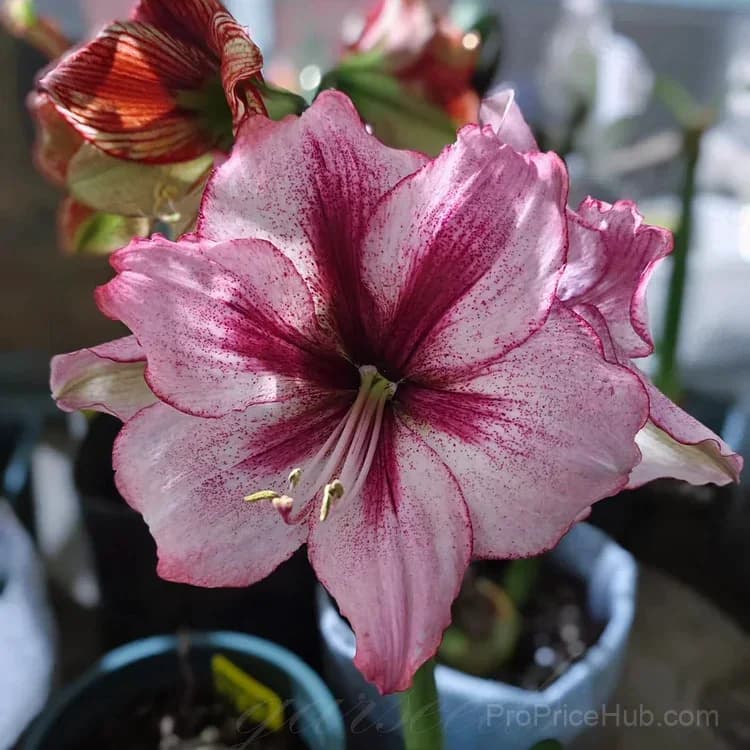 Double-Flowered Amaryllis Bulbs for Garden Planting - View 6