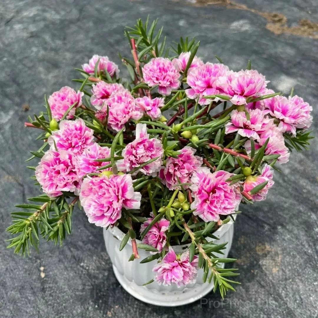 5000+ Four Season Mixed Moss Rose Seeds - View 11
