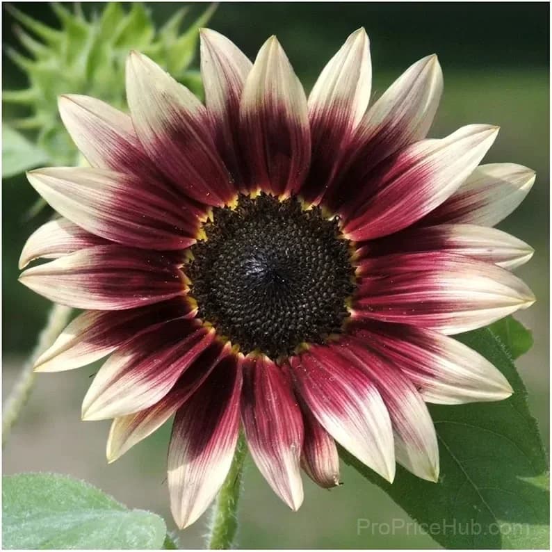 Cherry Rose Sunflower Seeds - View 4