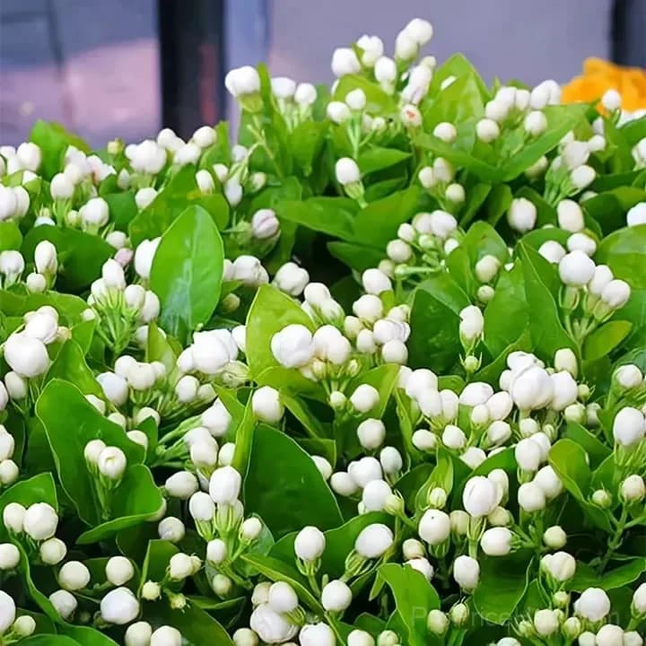 Double Jasmine Seeds for Planting - View 4