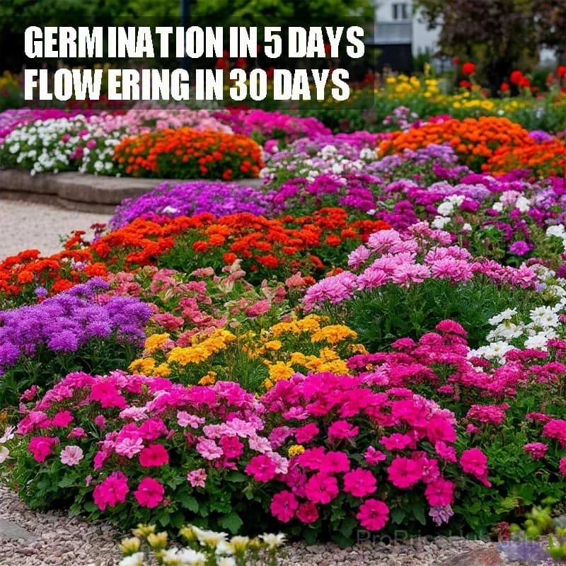 Four Seasons Wildflower Seeds, 60+ Mixed Perennial Varieties - Main