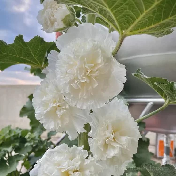 Rare Double Hollyhock Seeds - View 6