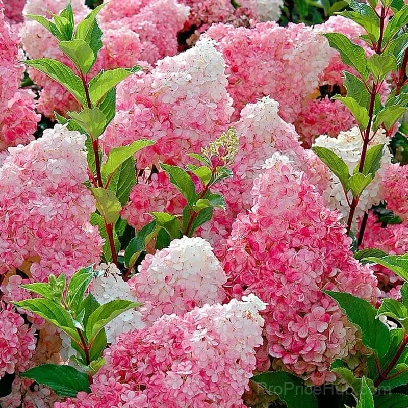 Mix Hydrangea Seeds, Perennial, 200 Seeds - View 12