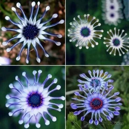 20 Rare Blue Daisy Flower Seeds for Garden Planting - Alt