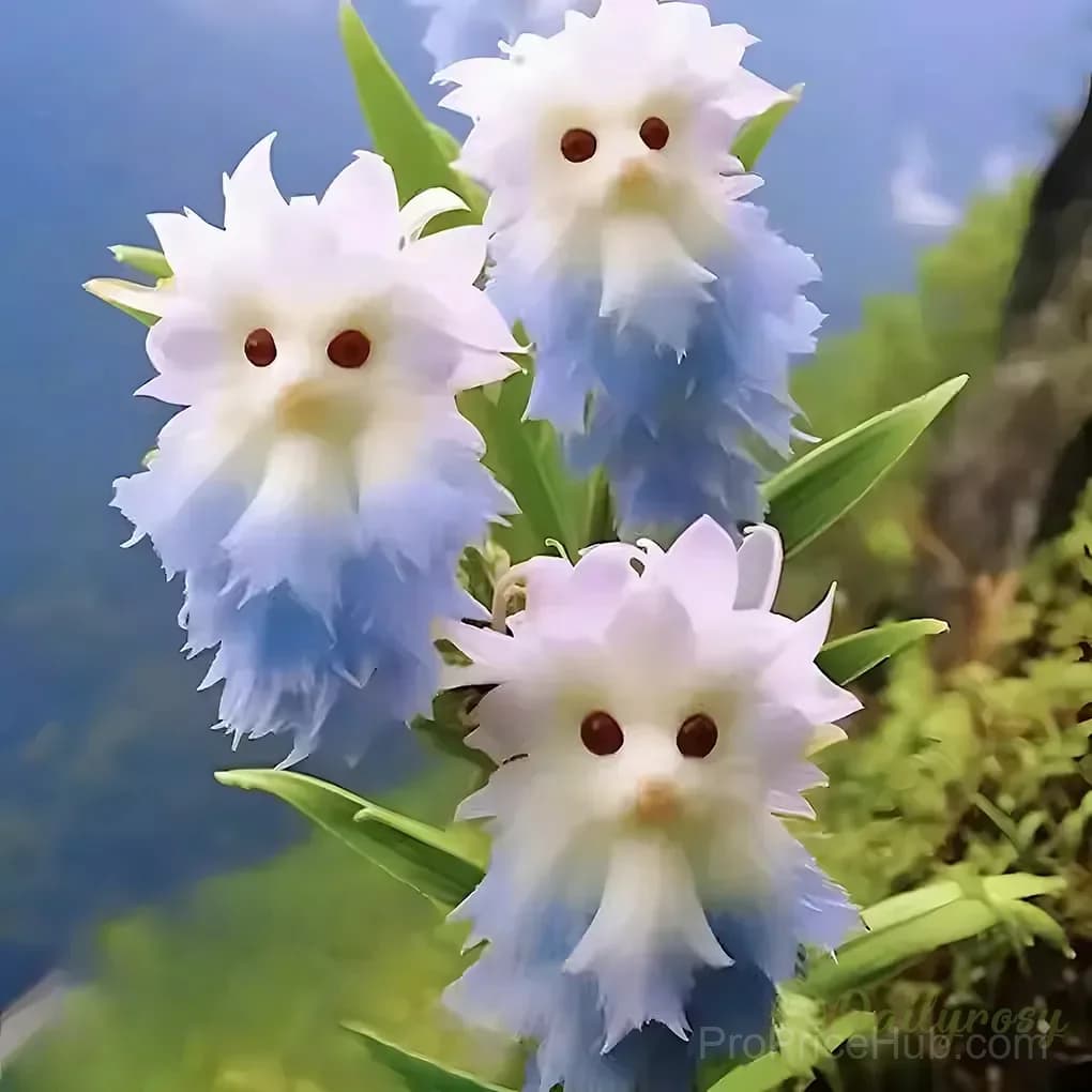 Dazzling Cat's Eye Seeds - View 17