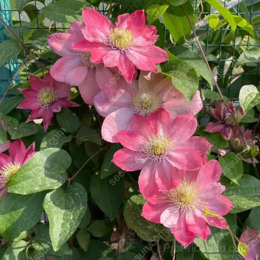 Clematis Flower Seeds - View 9