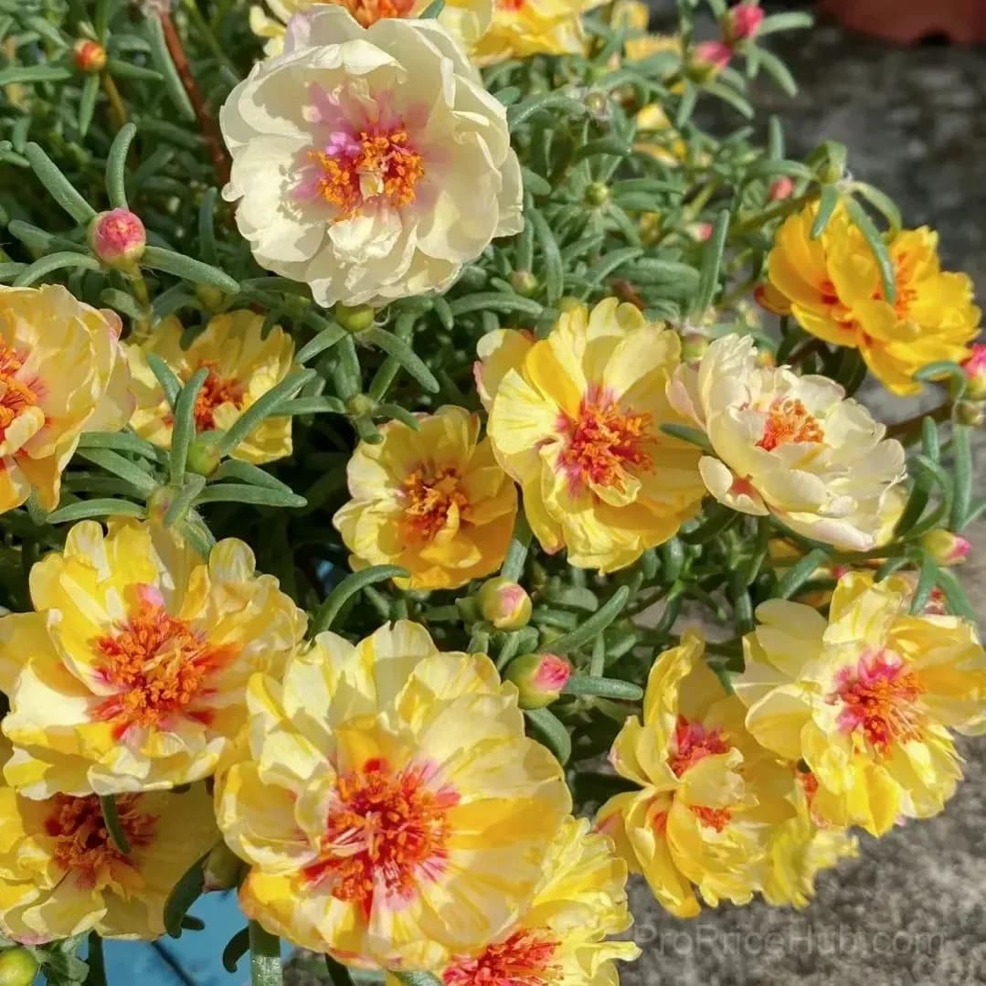 5000+ Four Season Mixed Moss Rose Seeds - View 4