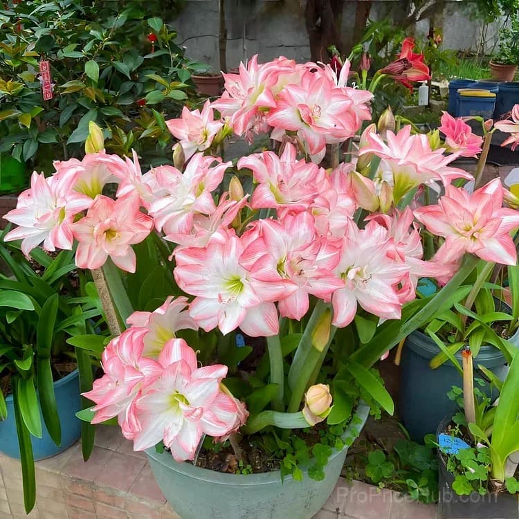 Double-Flowered Amaryllis Bulbs for Garden Planting - View 2