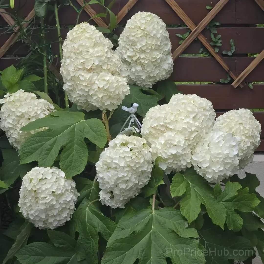 Oakleaf Hydrangea Seeds - Four Seasons of Changing Beauty - View 4