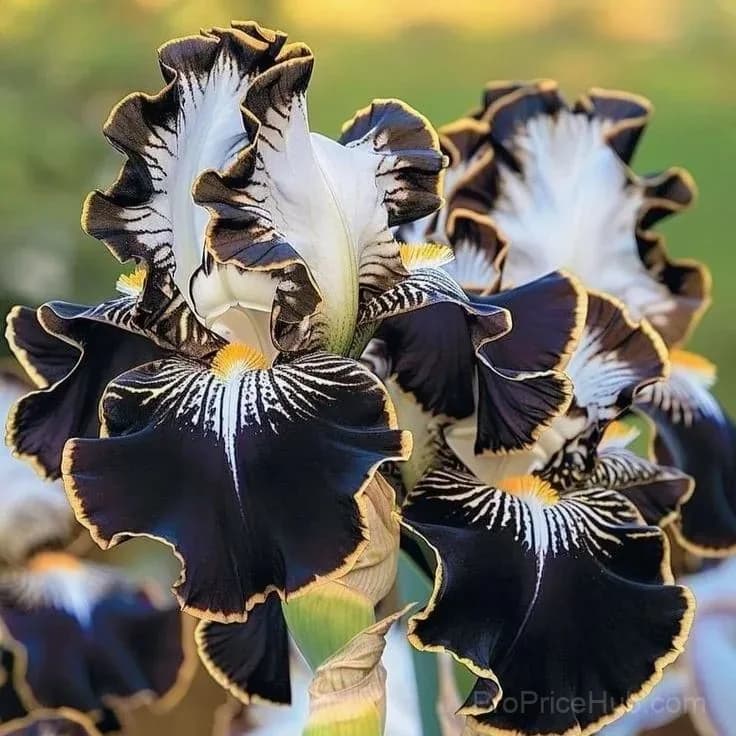 Signature Tall Bearded Iris – Premium Garden Bulbs - View 22
