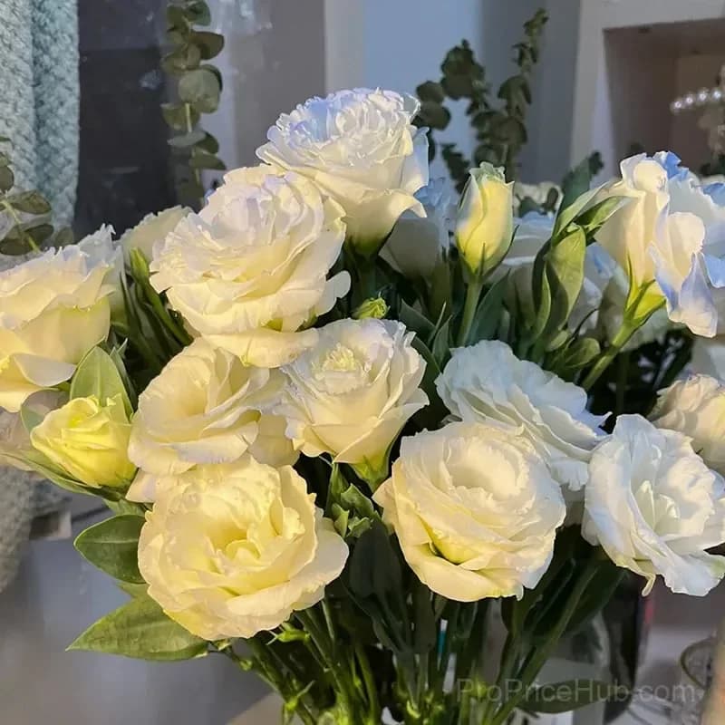 Eustoma Thornless Rose Lisianthus Seeds - 7 Day Germination - View 20