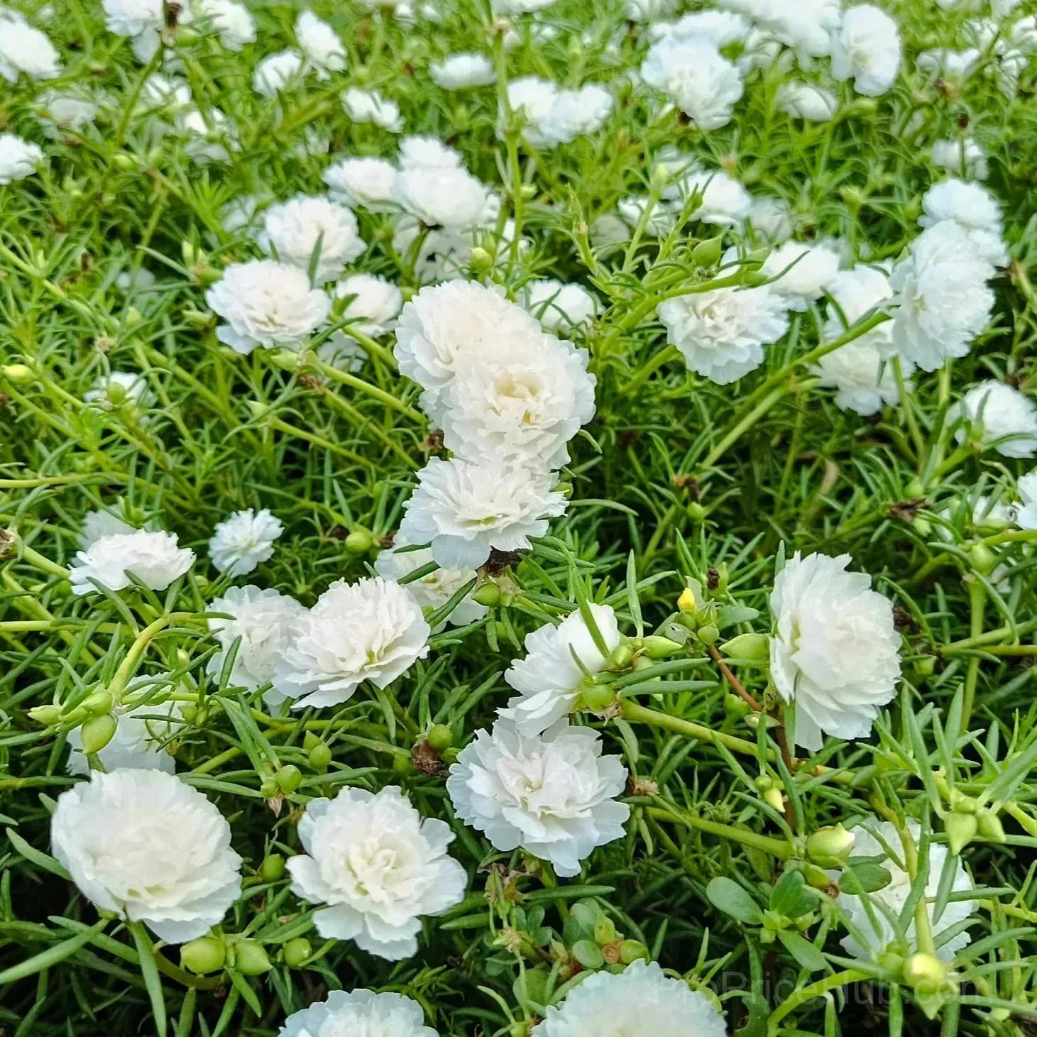 5000+ Four Season Mixed Moss Rose Seeds - View 17