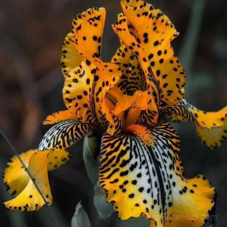 Signature Tall Bearded Iris – Premium Garden Bulbs - View 29
