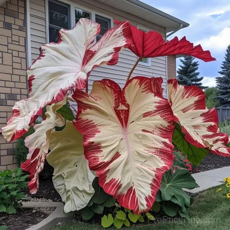 Rare Giant Multi-Color Caladium Bulbs – Tropical Leaves, Easy to Grow - View 10