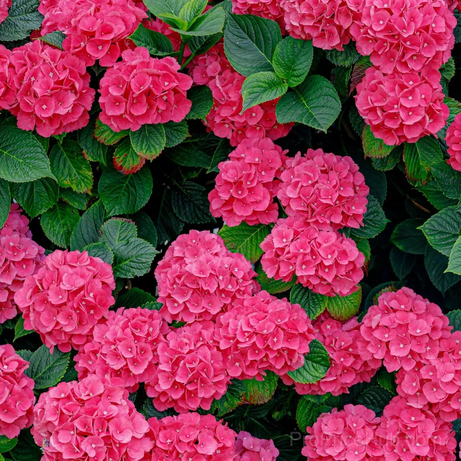 Mix Hydrangea Seeds, Perennial, 200 Seeds - View 7