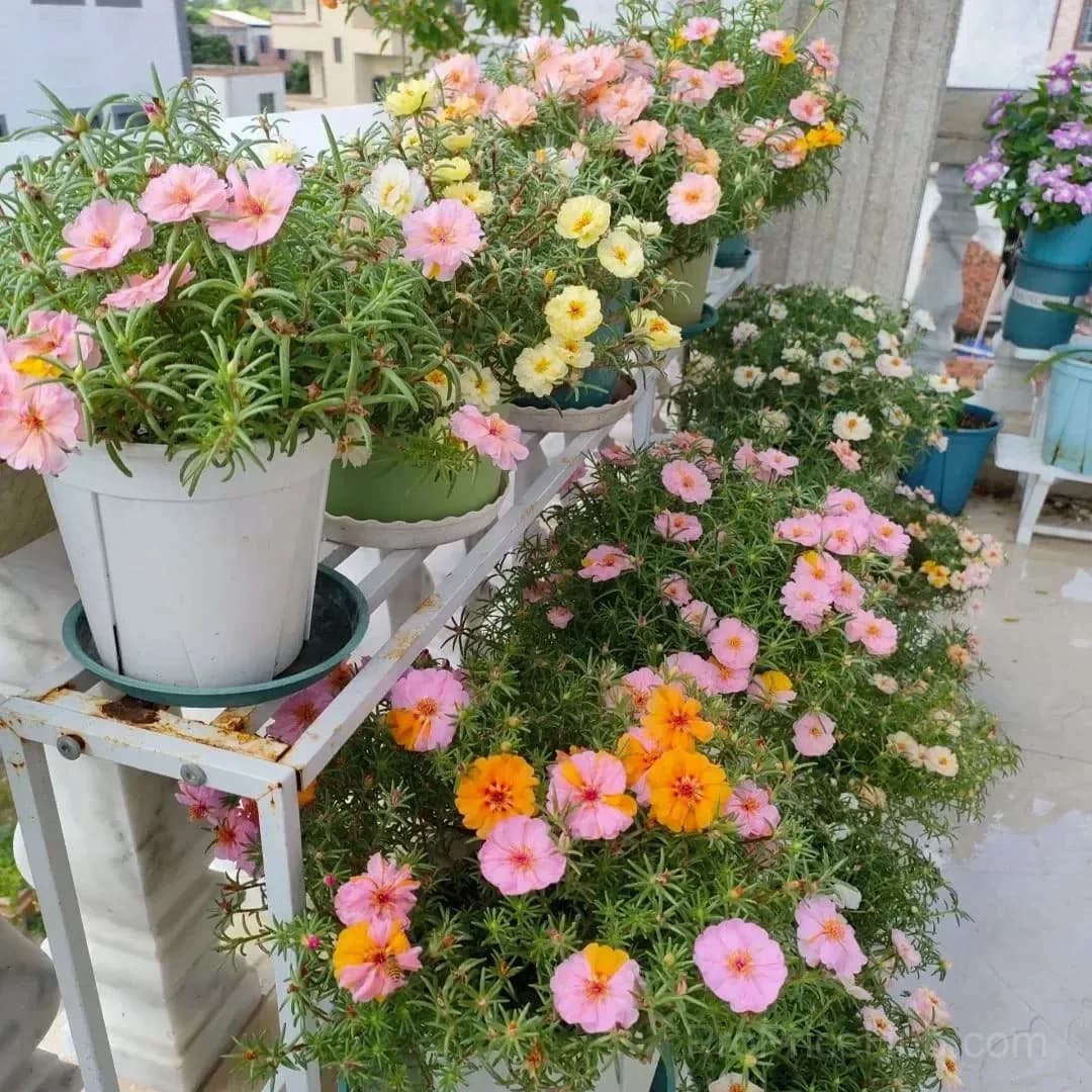 5000+ Four Season Mixed Moss Rose Seeds - View 13