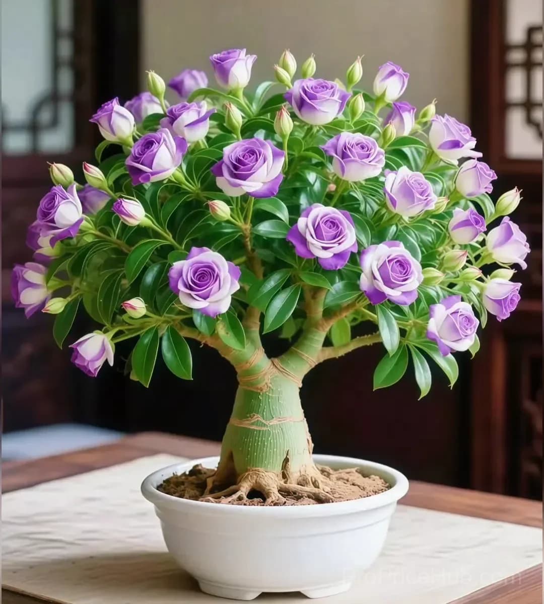 Desert Rose Bulbs - Exotic Flowering Plant for Garden - View 10