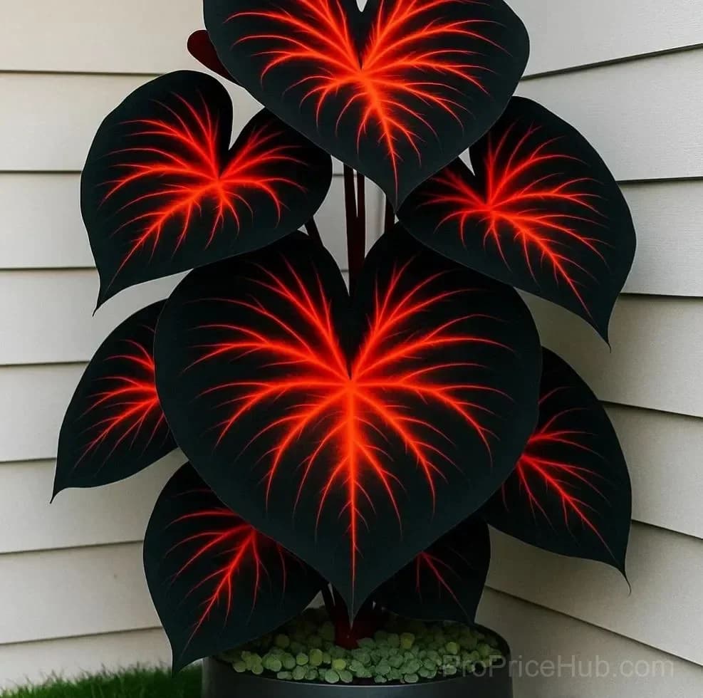 Rare Giant Multi-Color Caladium Bulbs – Tropical Leaves, Easy to Grow - Alt