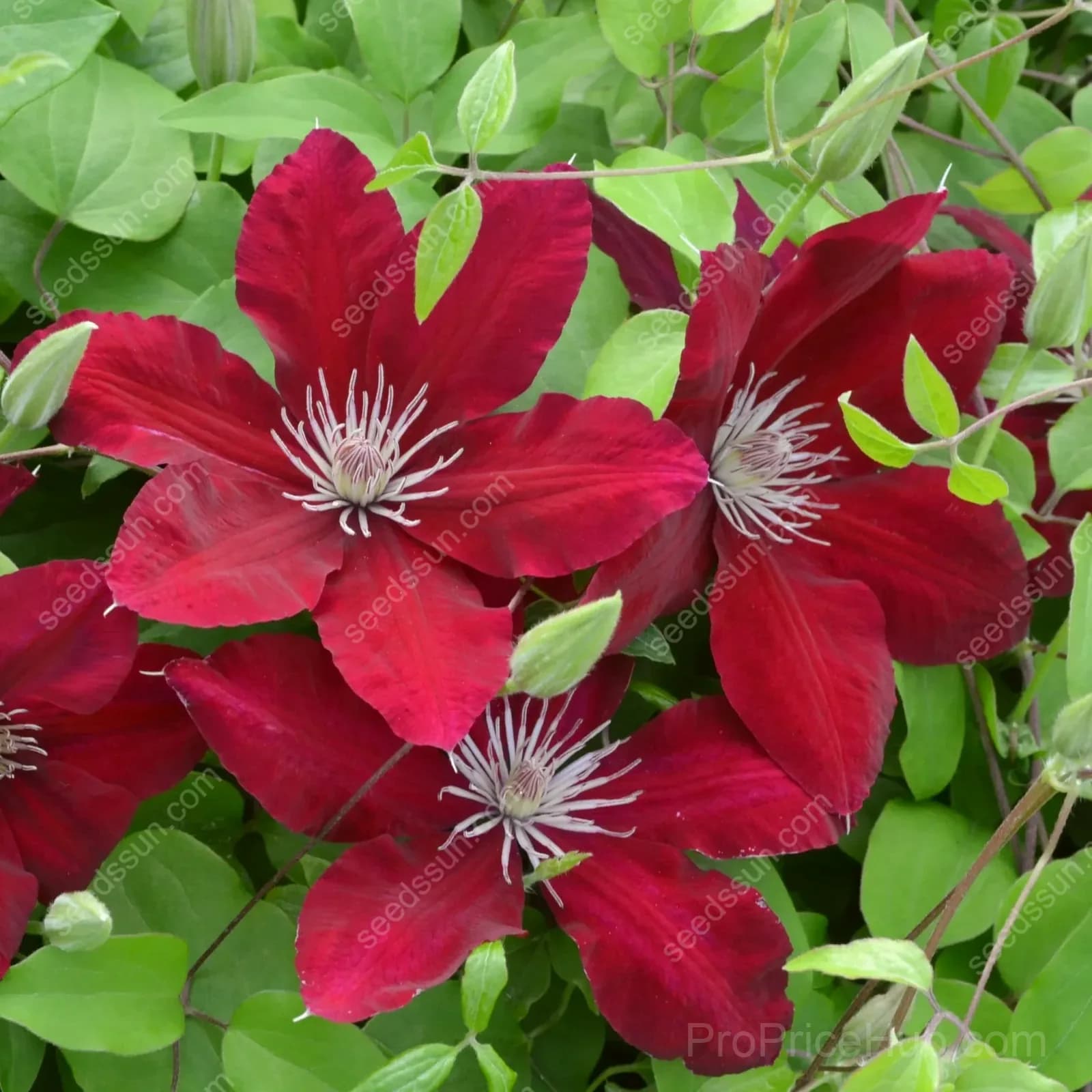Clematis Flower Seeds - View 11