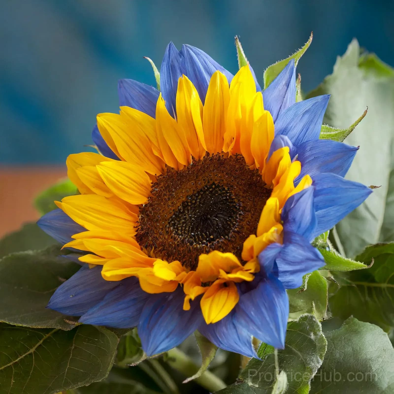 Midnight Blaze Sunflower Seeds - View 5