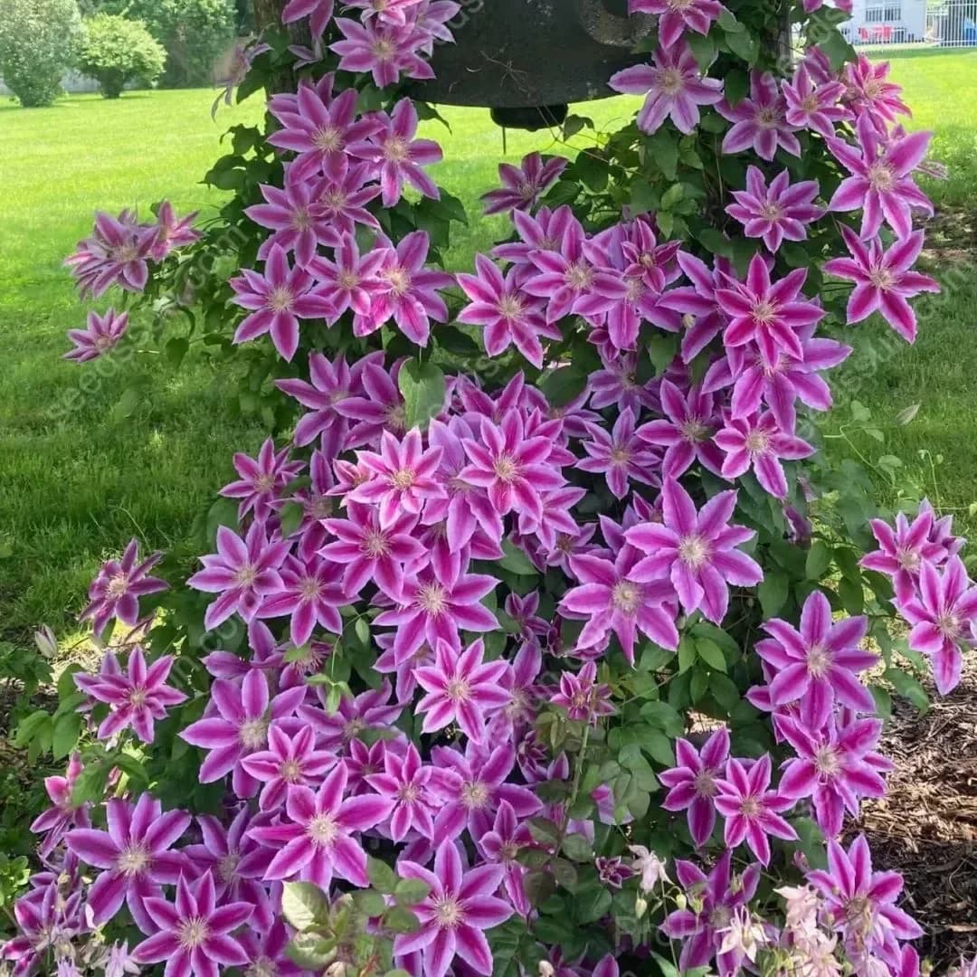 Clematis Flower Seeds - View 5