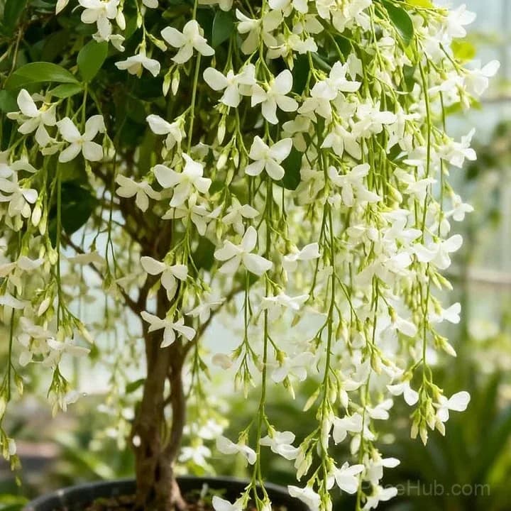 Double Jasmine Seeds – Double-Flowered Variety for Garden - View 17